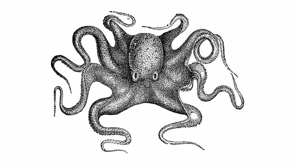 About – Octopus Man